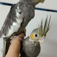 طوطی برزیلی و عروس هلندی