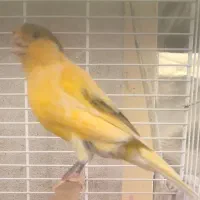 قناری نر|پرنده|الوند, |دیوار