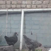 مرغ خورس پیلموت راک