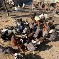 فروش تعدادی مرغ و خروس و اردک