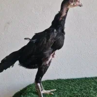 جفت جوجه اوشامو مشکی
