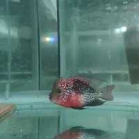 کامفا ردبیس