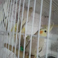 ۳ عدد طوطی عروس هلندی سالم وسرحال بدون مریضی