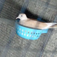 کبوتر خانگی