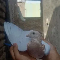 سار.زاغ.سبز