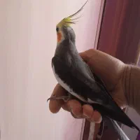 طوطی عروس|پرنده|رشت, کوی مهر|دیوار