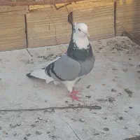 کبوتر ابلغ.زاغ دم سفید.دم سیاه.شازده و کبوتر چاهی