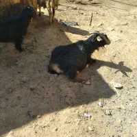 بز داشتی و گوشتی