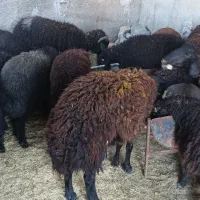 بره نر سالم مخصوص پرواز و قربونی