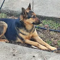 دو عدد ژرمن ورک لاین اصیل