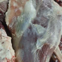 گوشت گرم کهره