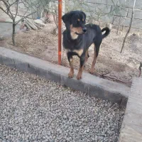 واگذاری سگ رتوایلر