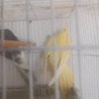 عروس هلندی کاملا سالم وجوان|پرنده|گلبهار, نوبهار|دیوار