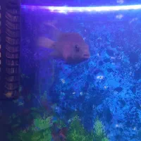 ماهی مقاوم و جذاب اکواریوم|ماهی|شیراز, گویم|دیوار