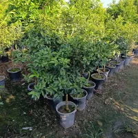 فروش کامکوآت سطلی