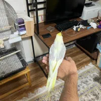 عروس هلندی جفت مولد|پرنده|اندیشه, اندیشه فاز ۳|دیوار