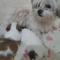 سگ شینزو|سگ|سبزوار, اسلام آباد|دیوار