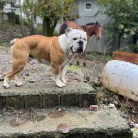 سگ انگیش بولداگ نر جهت جفت گیری|سگ|ساری, |دیوار