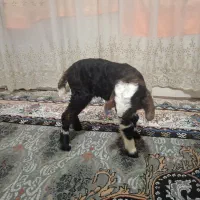 یک عدد جوجه گوسفند