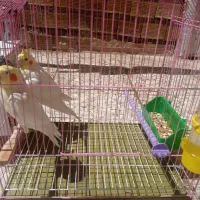 یک جفت عروس هلندی سخن گو