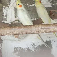 عروس هلندی|پرنده|چابهار, |دیوار