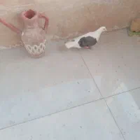 کفتر|پرنده|ملارد, |دیوار