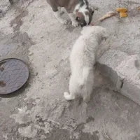 سگ پا گوتاه افغانی|سگ|نسیم‌شهر, |دیوار