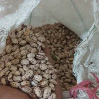 لوبیا چیتی تازه برا امسال هستش|خوردنی و آشامیدنی|ری, شهادت|دیوار