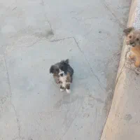 توله های میکس تریر و پامر|سگ|دامغان, |دیوار