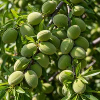 فروش نــهال آلــو پـیـونـدی ضــمانت دار|خدمات باغبانی و درختکاری|اشنویه, |دیوار