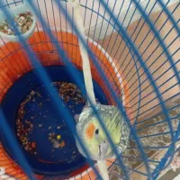 عروس هلندی ماده آماده تخم گذاری|پرنده|قم, علی آباد سعدگان|دیوار