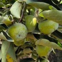 فروش زمین کشاورزی