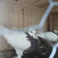 کفترطوقی نر ماده سالم