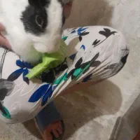 فروش یک جفت خرگوش