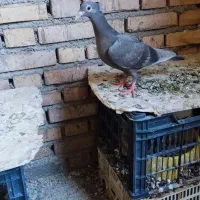 جوجه دورگ عراقی کاکلی میخ