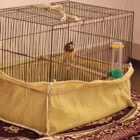 قناری نر مست