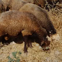 قوچ بره گوساله