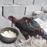 خروس لار و مرغ لاری مرغ عربی صحیح سالم