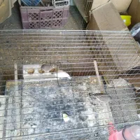 فروش انواع قناری یکجا همه|پرنده|خوی, |دیوار