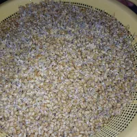 پودر جوانه گندم طبیعی|خوردنی و آشامیدنی|شیراز, رکن‌آباد|دیوار
