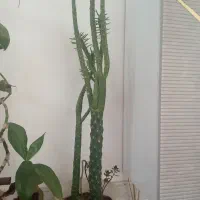 آلوئه ورا وکاکتوس|گل و گیاه طبیعی|شیروان (خراسان), |دیوار