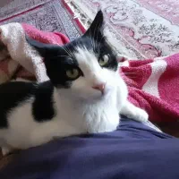 گربه|گربه|سنندج, |دیوار