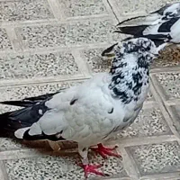 کفتر کله دم سبز|پرنده|تهران, مشیریه|دیوار