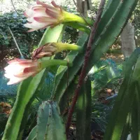 کاکتوس|گل و گیاه طبیعی|کلاچای, |دیوار