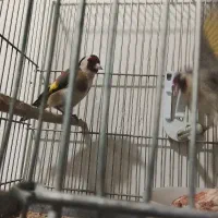 سهره خوبو|پرنده|مرودشت, استادیوم‎|دیوار