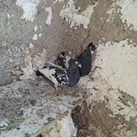 کبوتر کله سیاه جفتی|پرنده|مرودشت, رامجرد یک|دیوار