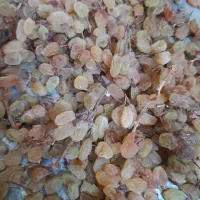 کشمش اعلا واونگی
