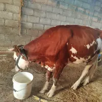 حیوانات مزرعه