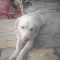سگی نژاد پاکوتاه رنگ سفید پشمالو با مکلفات کامل|سگ|چابهار, |دیوار