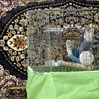 طوطی برزیلی خوش رنگ|پرنده|پاوه, |دیوار